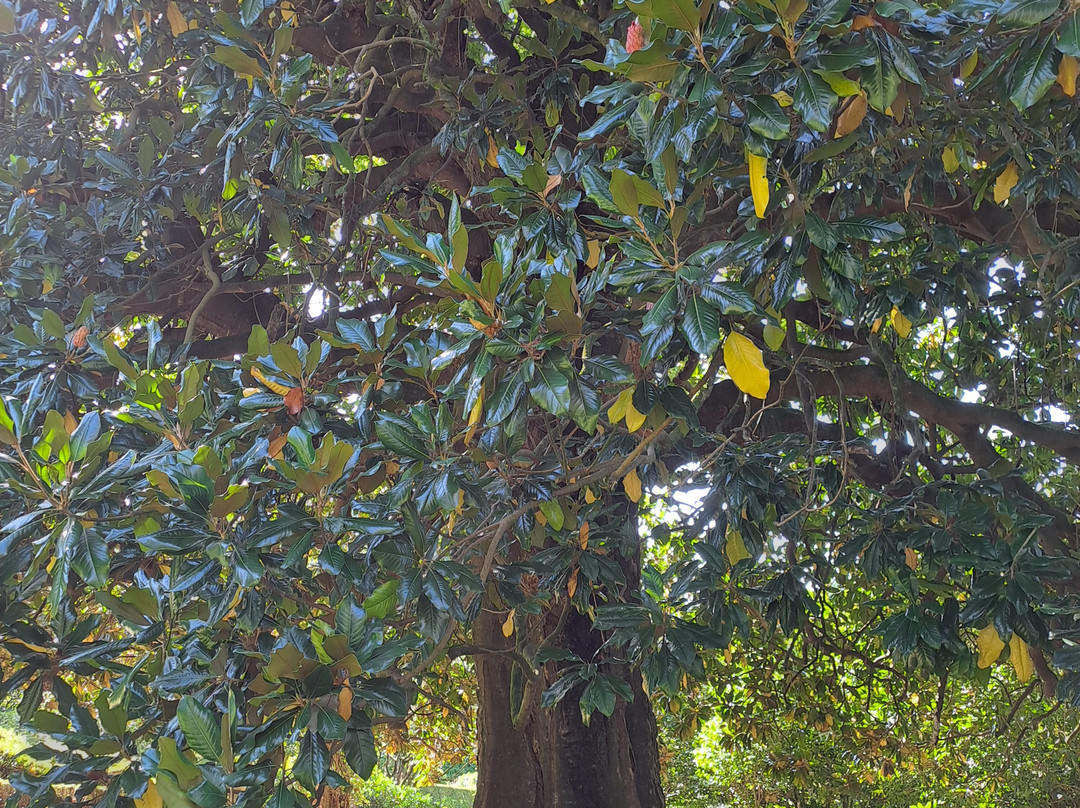 Pazo de Rubianes景点图片