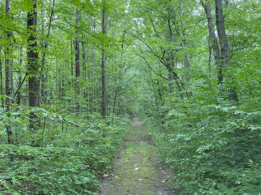 Goll Woods State Nature Preserve-Archbold必去景点