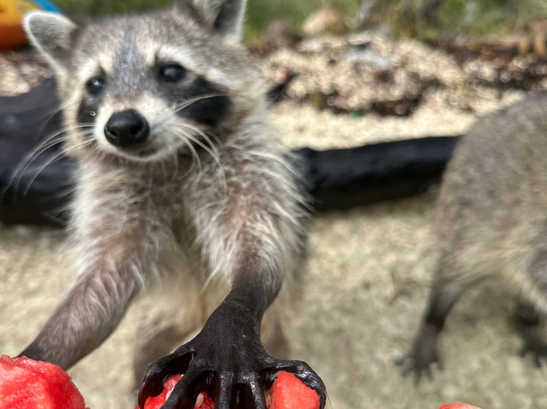 So Flo Water Adventures-迈阿密必去景点