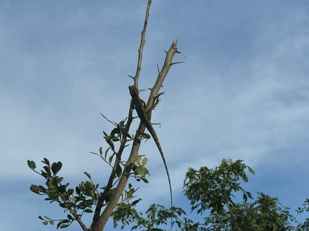 Udawalawa Safari Sri Lanka-Kirillawala必去景点