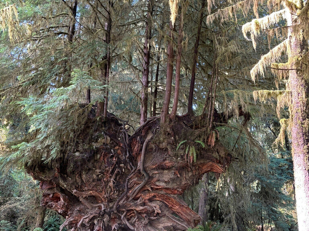 Hoh Rain Forest Visitor Center景点图片