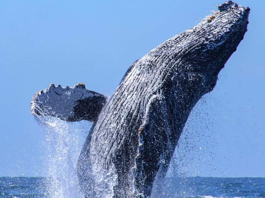 Playa Mazunte-Mazunte必去景点