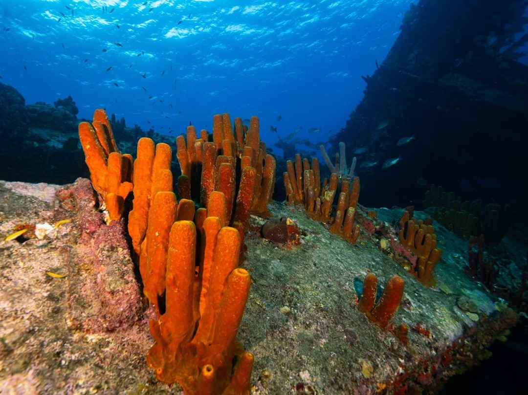 Nautilus Diving & Snorkeling Tours Aruba-萨瓦内塔必去景点