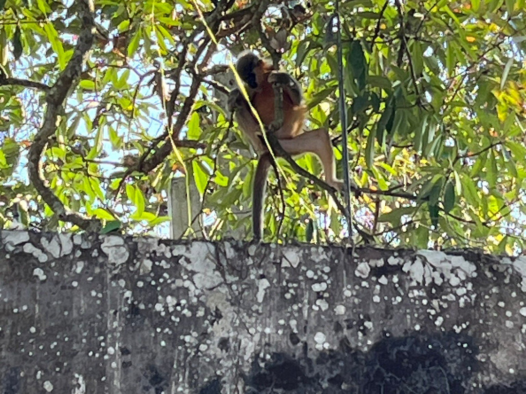 Hoollongapar Gibbon Sanctuary景点图片