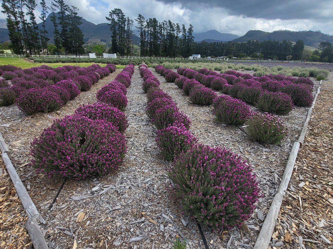 Leopard's Leap-法兰舒克必去景点