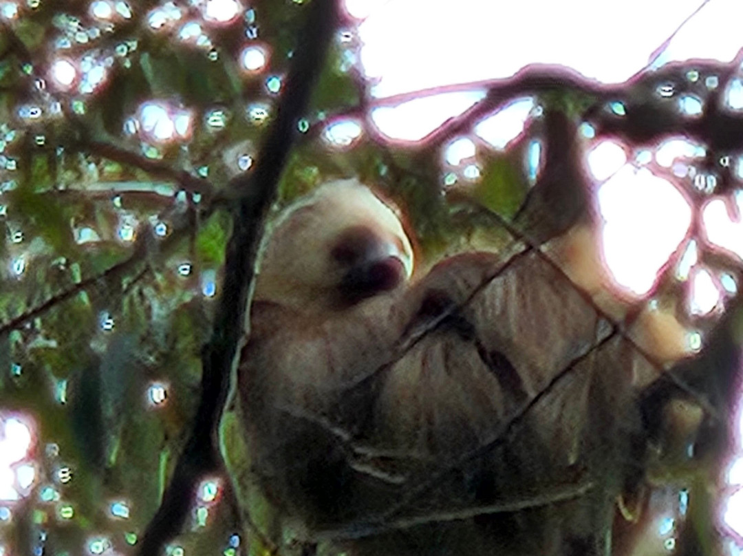 Aguti Monteverde - Wildlife Reserve景点图片