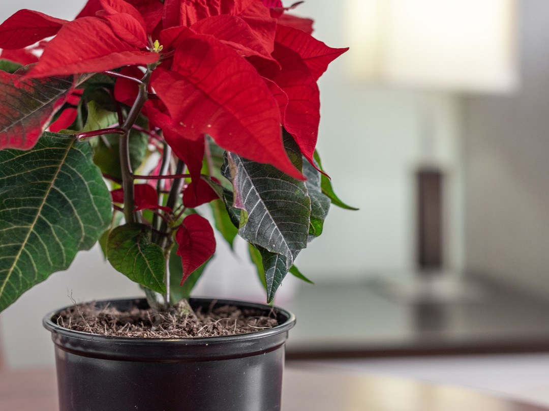 Gelian Hotel Machakos主图