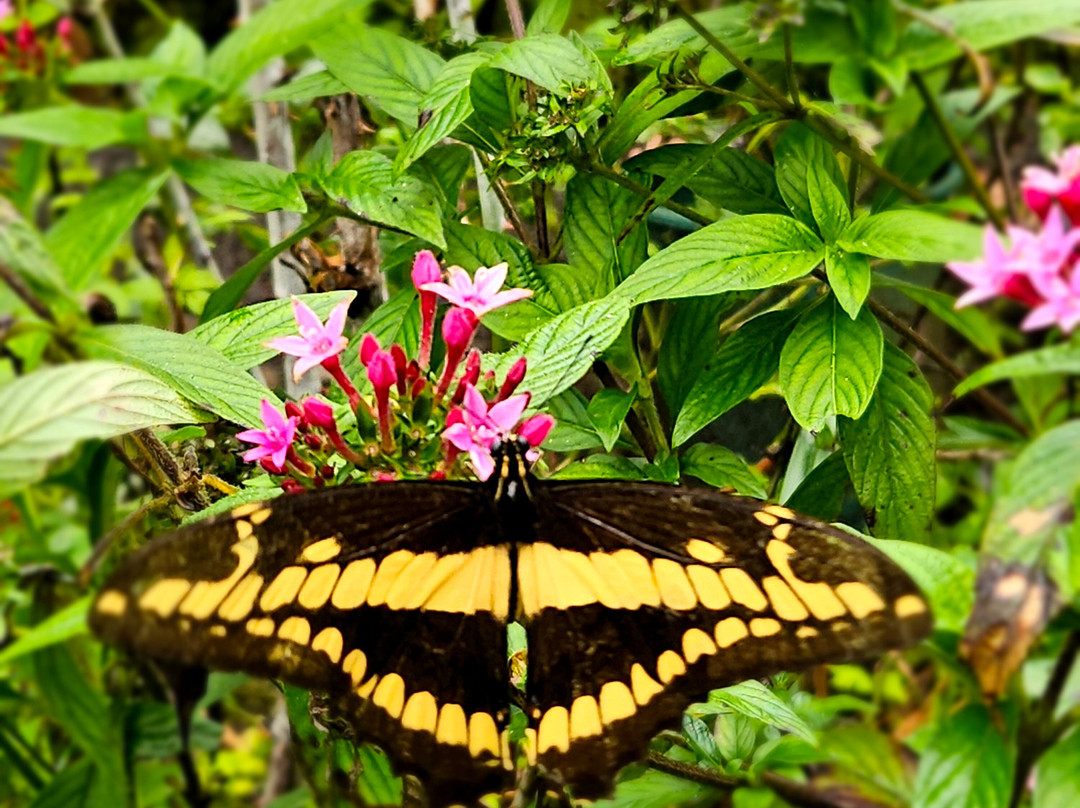 Monteverde Butterfly Gardens-蒙特沃德必去景点