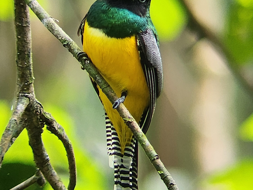Osa Bolo Adventures-Corcovado National Park必去景点