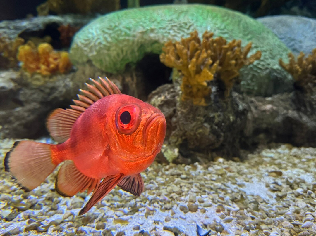 Living Shores Aquarium景点图片
