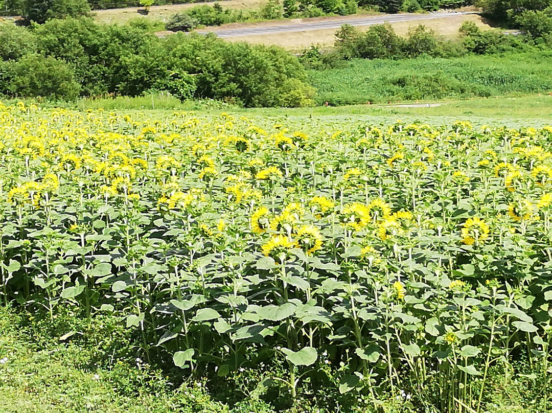 Lake Kanayama Lavender Garden-南富良野町必去景点