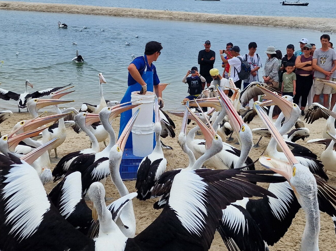 Pelican Feeding-拉布拉多必去景点