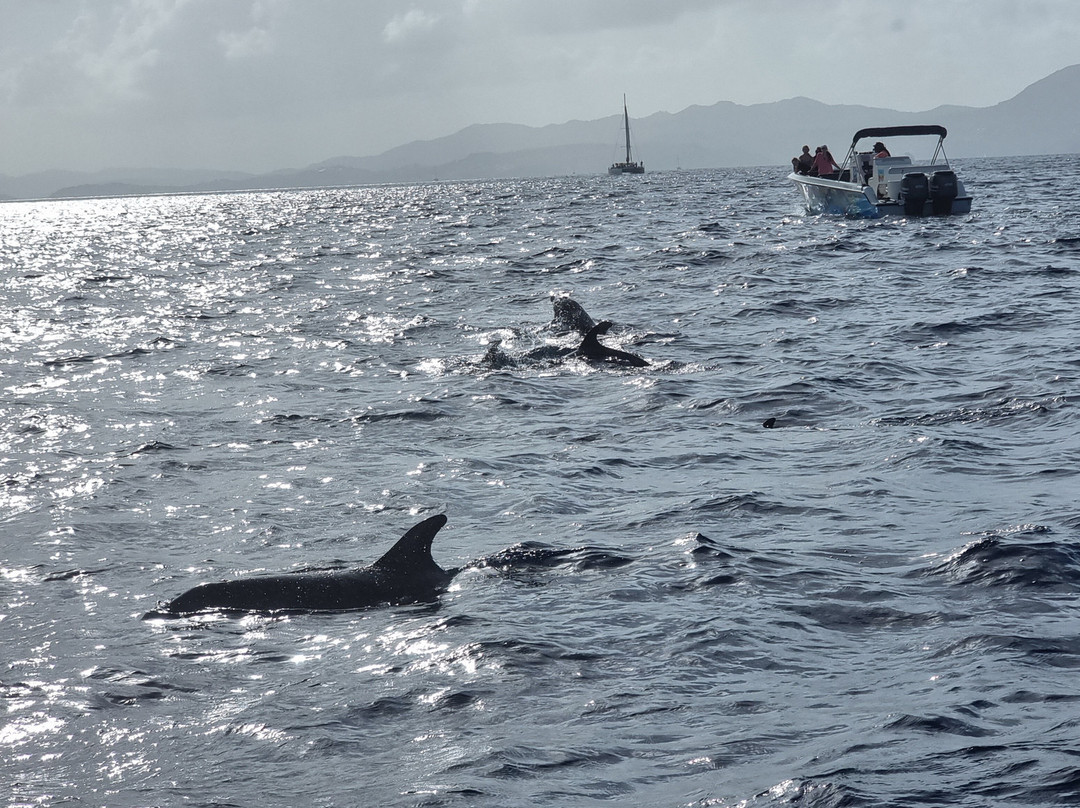 Dauphins Martinique-Trois-Ilets必去景点