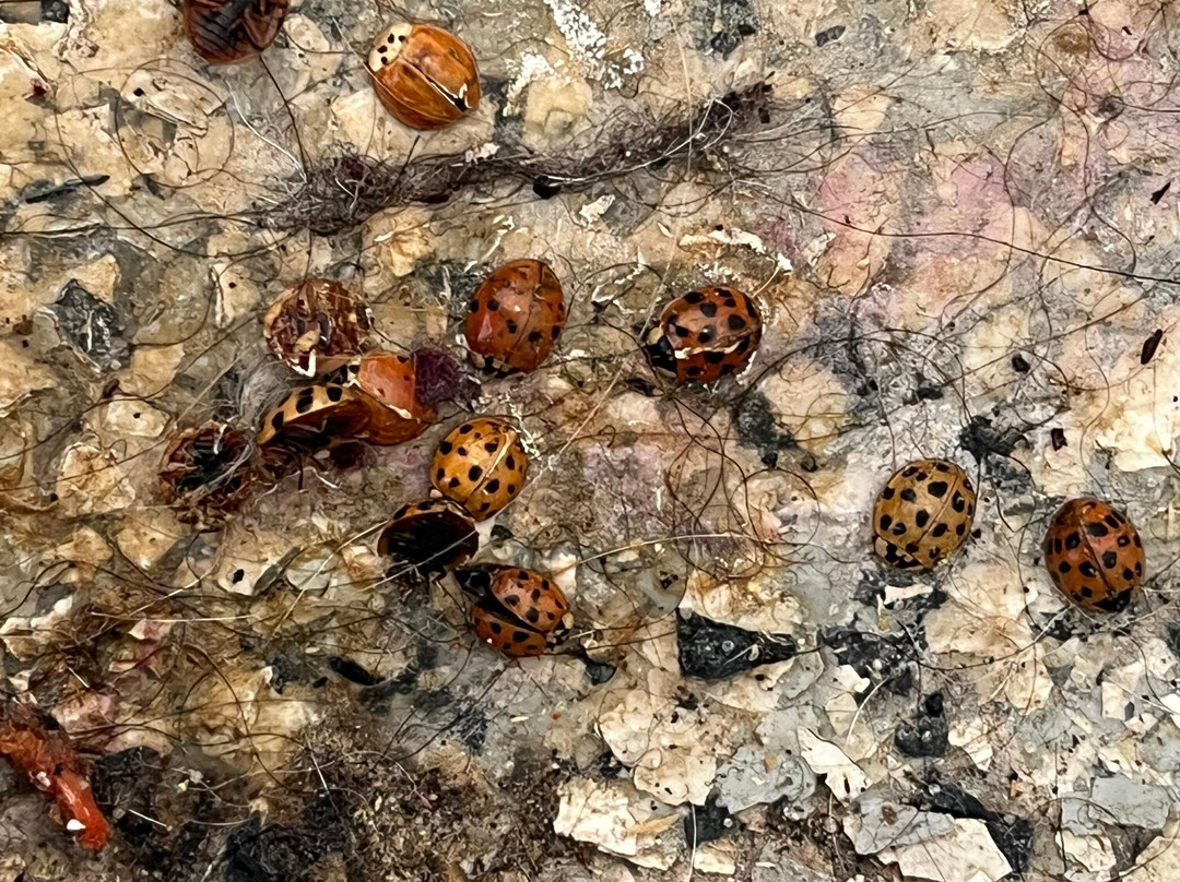 ULM Québec-Saint-Cuthbert必去景点