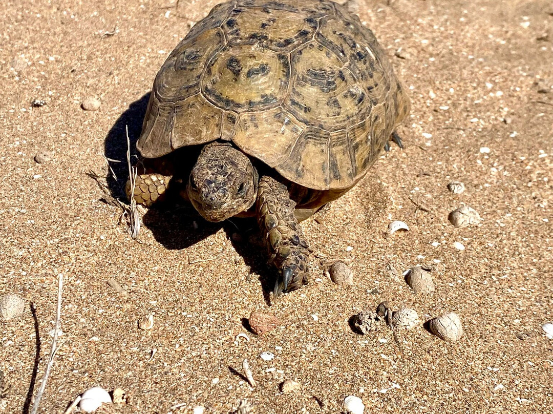 Parc Nacional de Souss-Massa-Takate必去景点