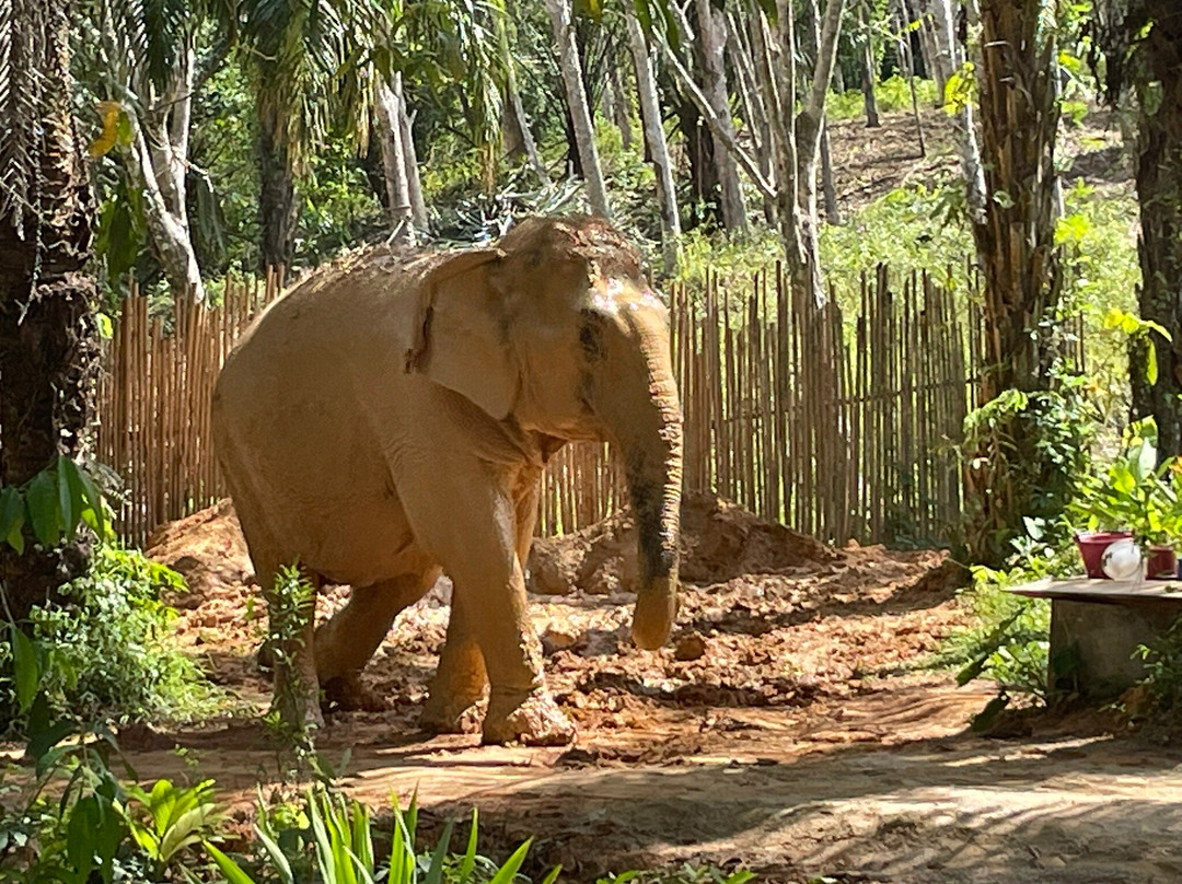 Khaothong Elephant Camp景点图片