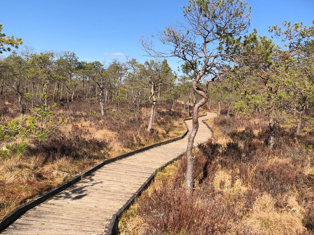 Cors Y Llyn  National Nature Reserve景点图片