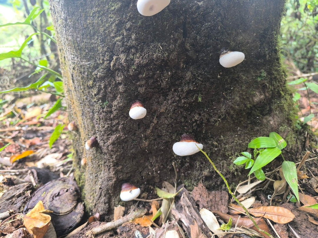 Avancarí Nature Reserve-蒙特沃德必去景点