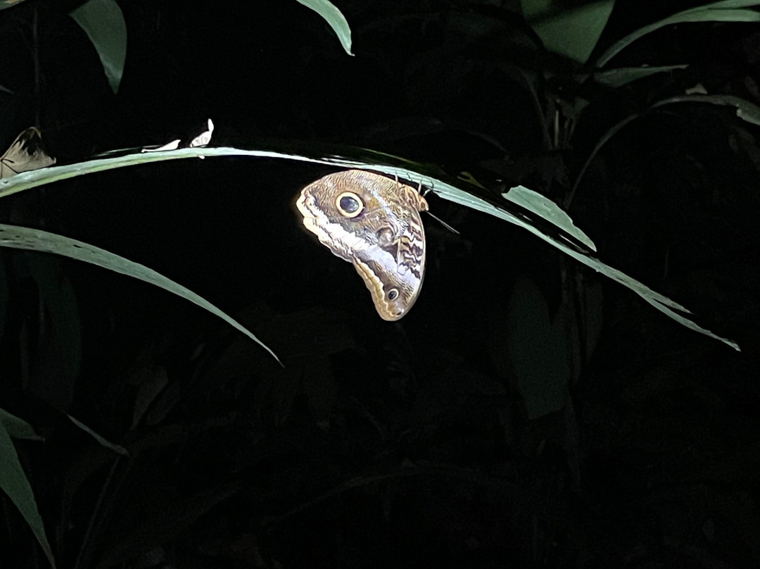 Manzanillo Night Jungle景点图片