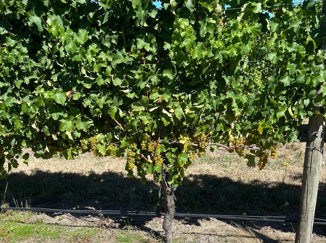 Bladen Wines景点图片