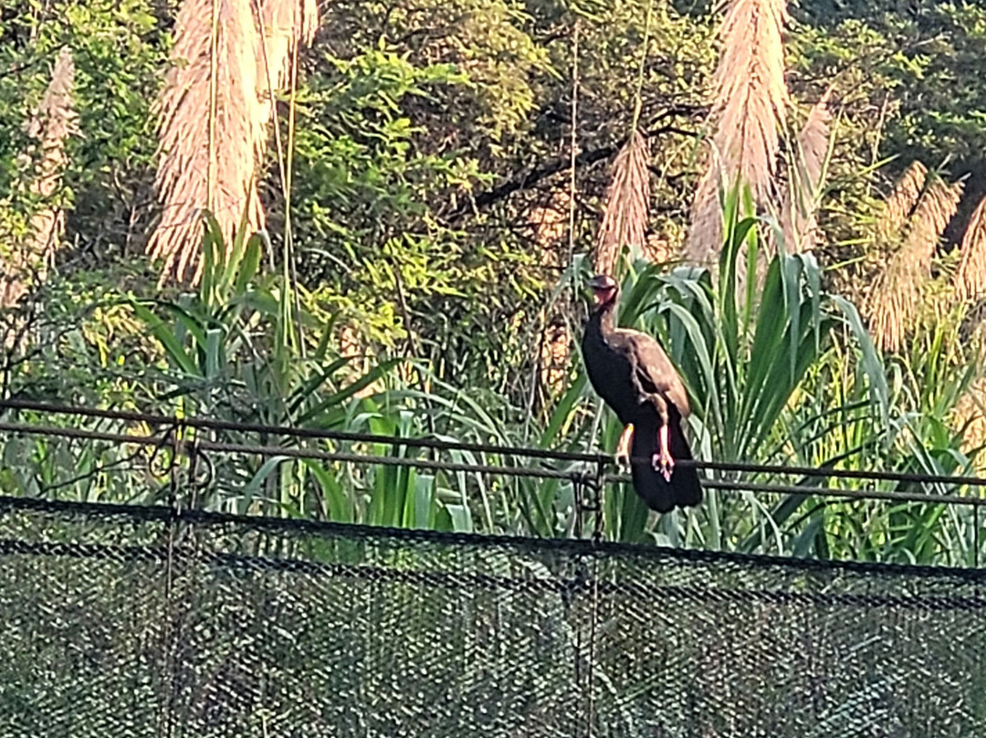 Chaparri Reserve-Chongoyape必去景点