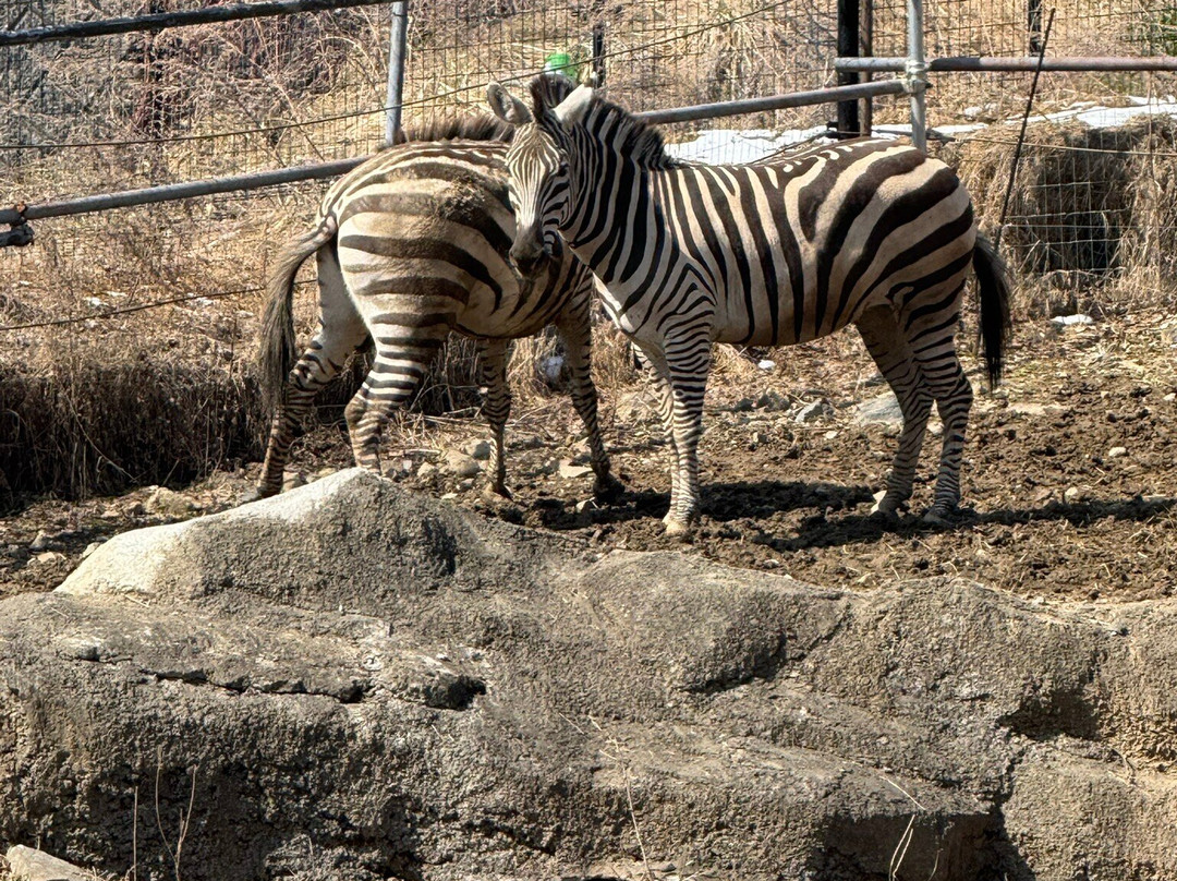 Morioka Zoological Park-盛冈市必去景点