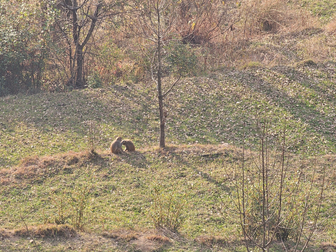 Fortune Park Moksha Mcleodganj主图