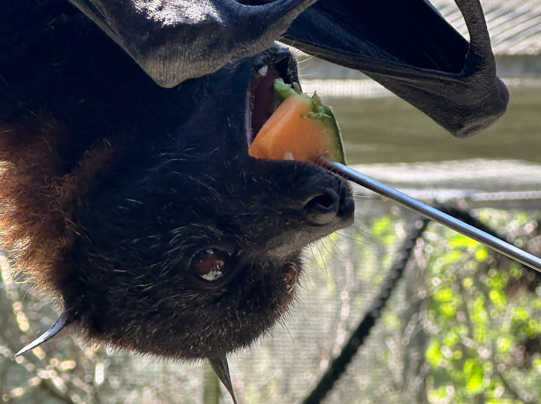 Lubee Bat Conservancy-盖恩斯维尔必去景点