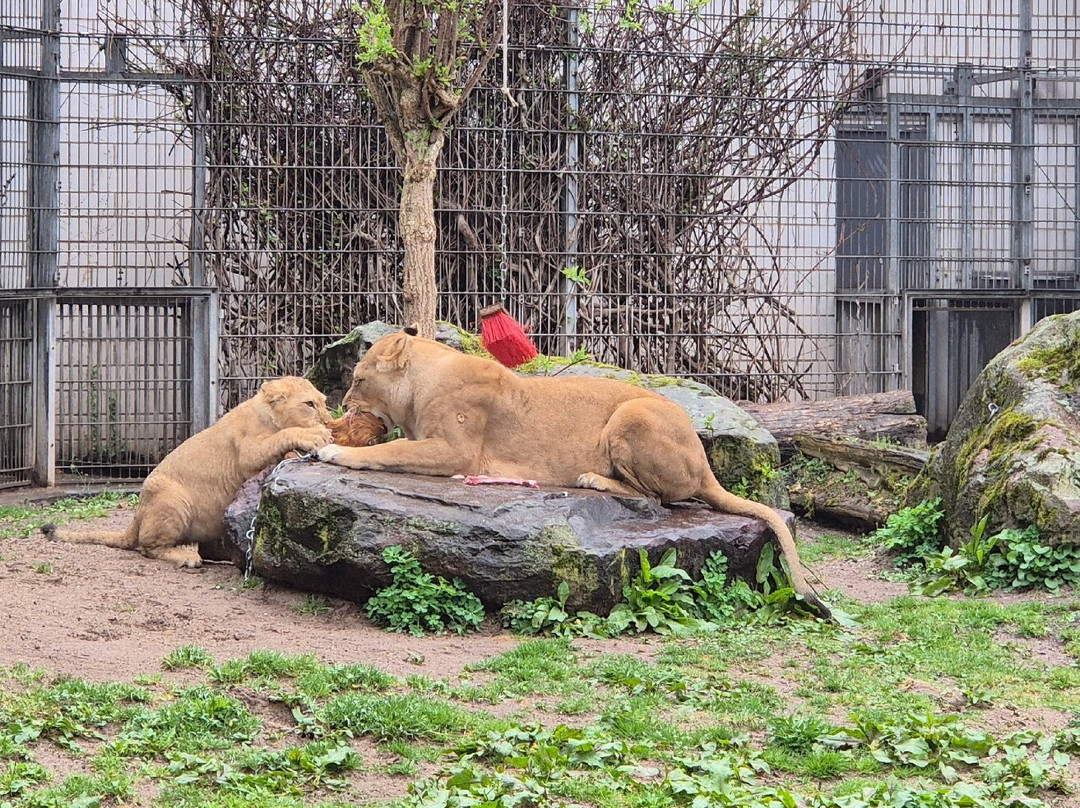 Zoo Heidelberg-海德尔堡必去景点