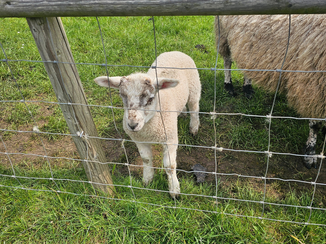 Top Barn Farm Shop & Farm Park-伍斯特必去景点