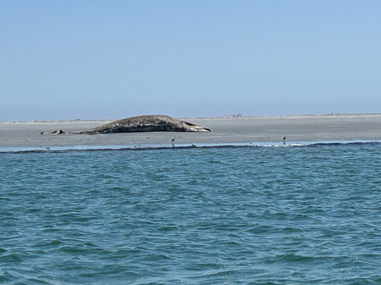 Baja Expeditions-拉巴斯必去景点