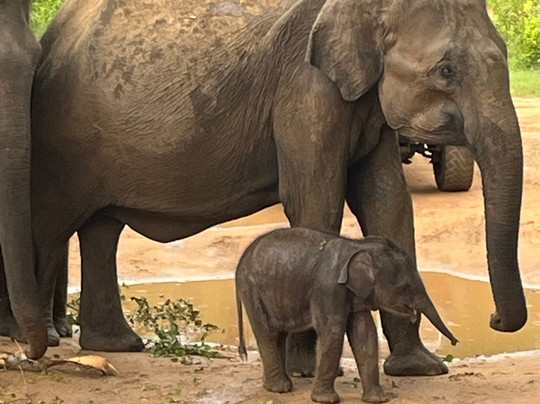Ceylon Travel Buddy-卡卢特勒必去景点
