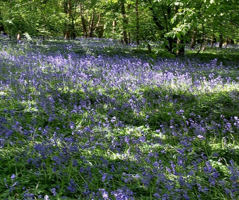 Arlington Bluebell Walk景点图片
