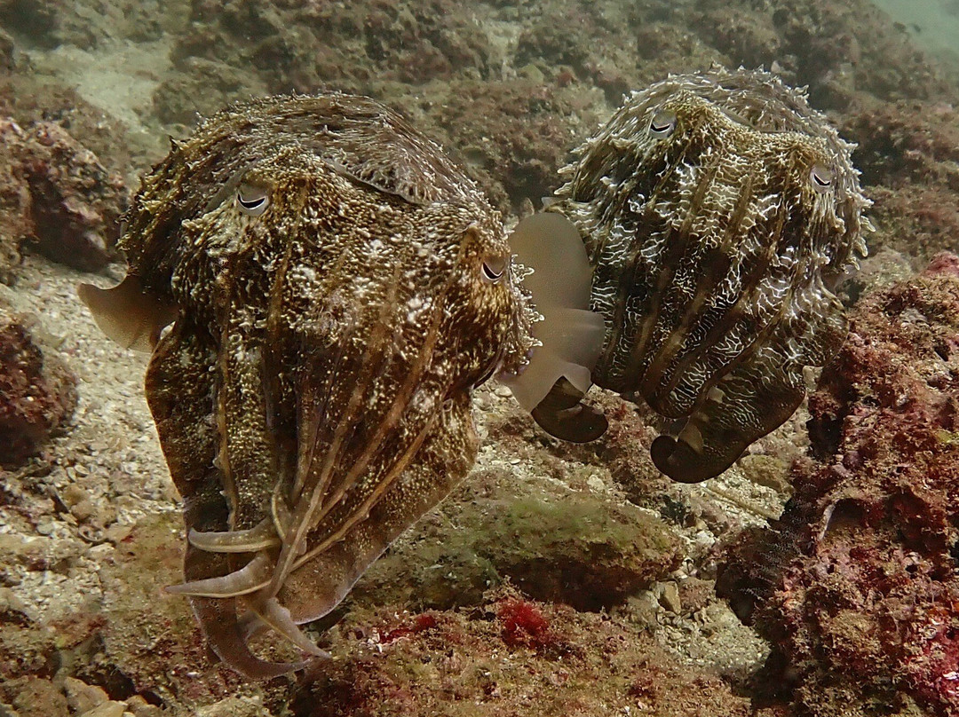 Extra Divers Sifah-As Sifah必去景点