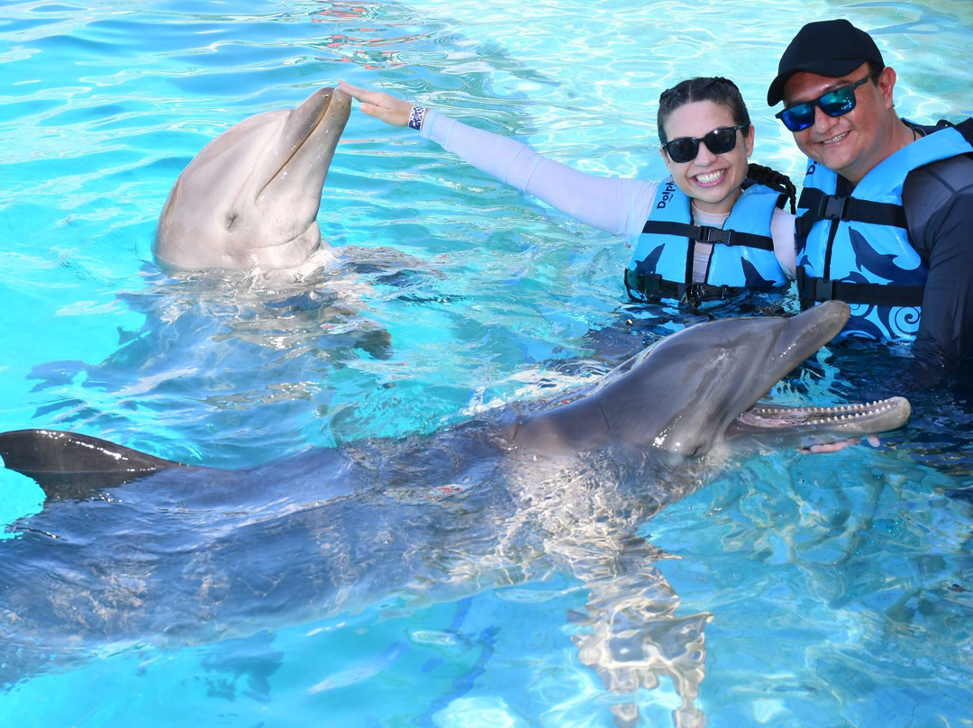 Dolphin Discovery Playa Del Carmen-普拉亚德尔卡曼必去景点