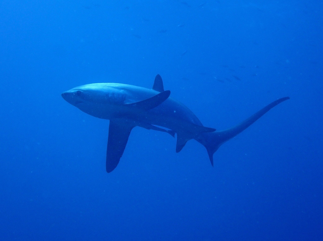 妈妈拍丝瓜岛维达海滩潜水中心-妈妈拍丝瓜岛必去景点