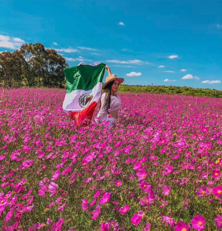 Campos De Mirasoles景点图片