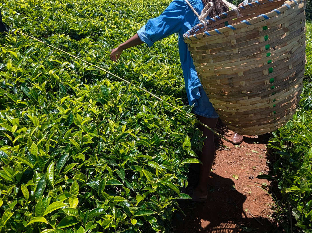 Teagoni Tea Farm-黎木鲁必去景点