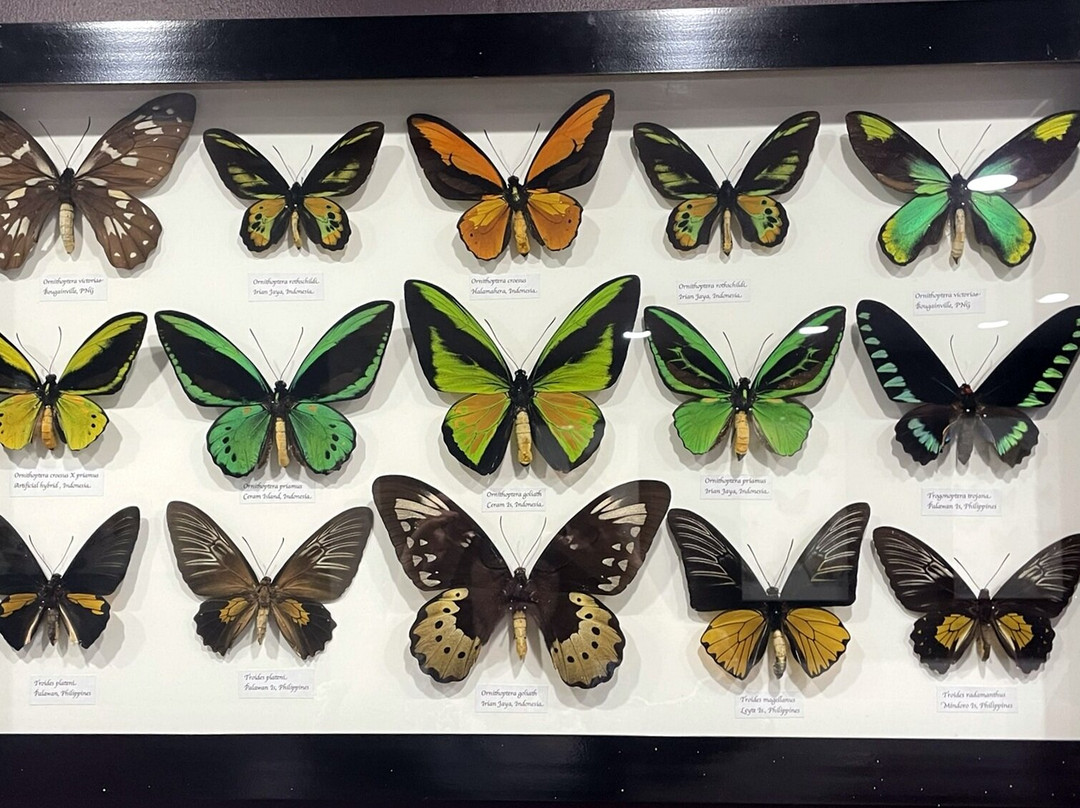 Australian Butterfly Sanctuary景点图片