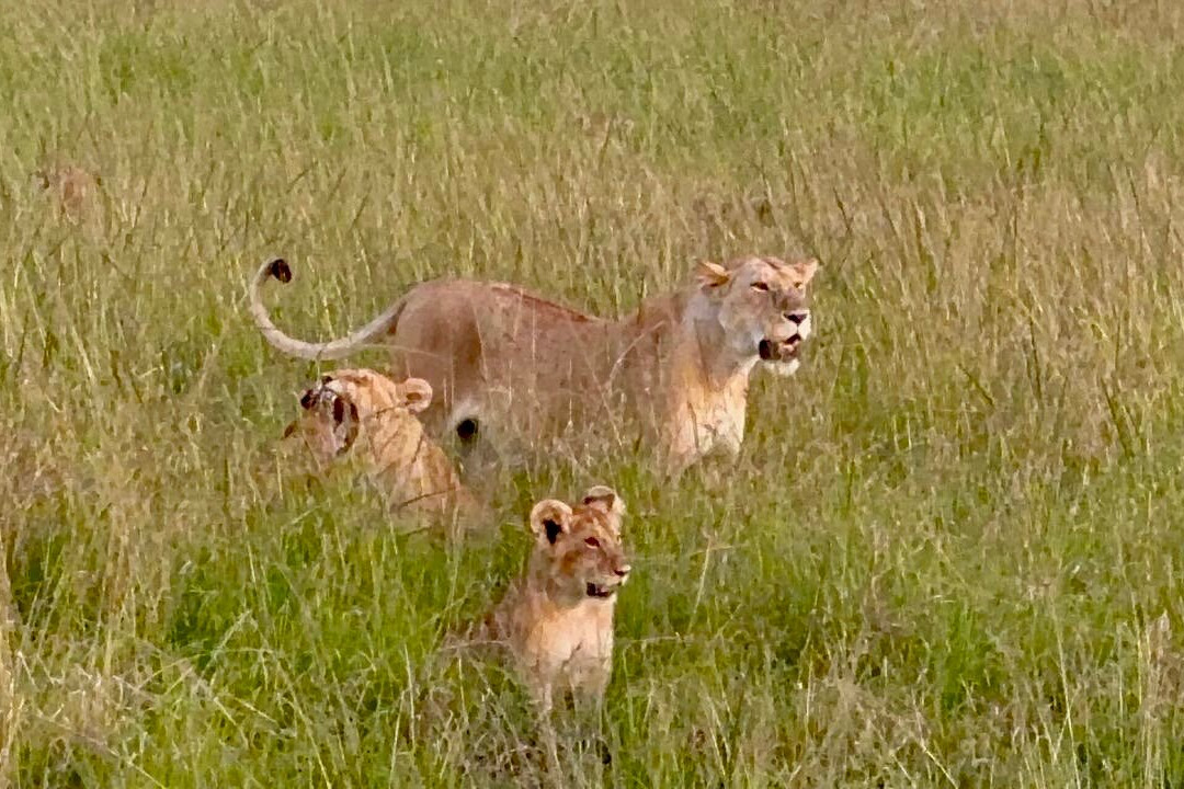 Safari Monks景点图片