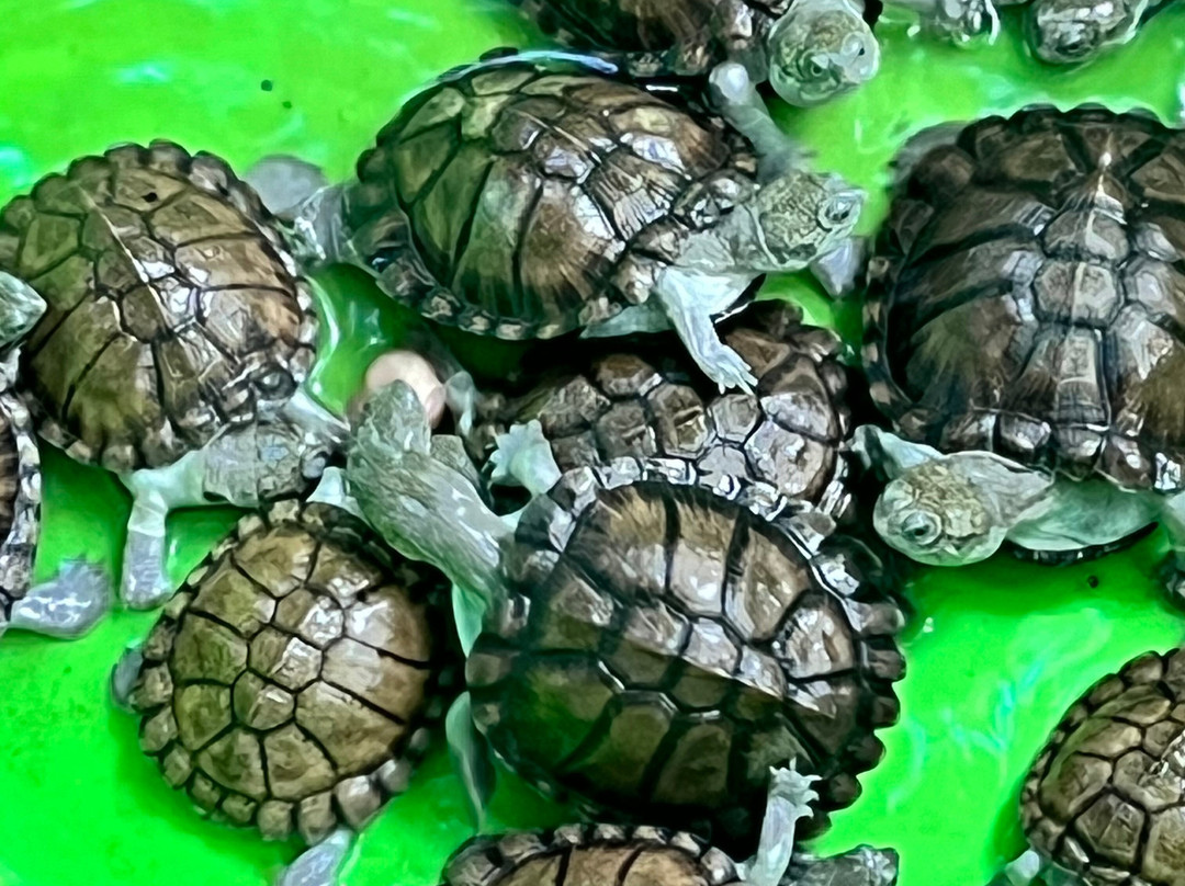 Falconry of Kenya-马林地必去景点