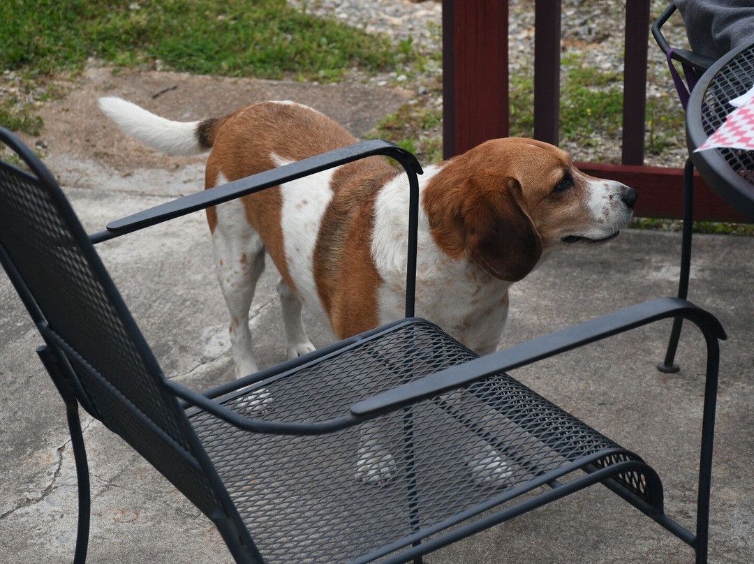 Hunter Valley Winery-开普吉拉多必去景点