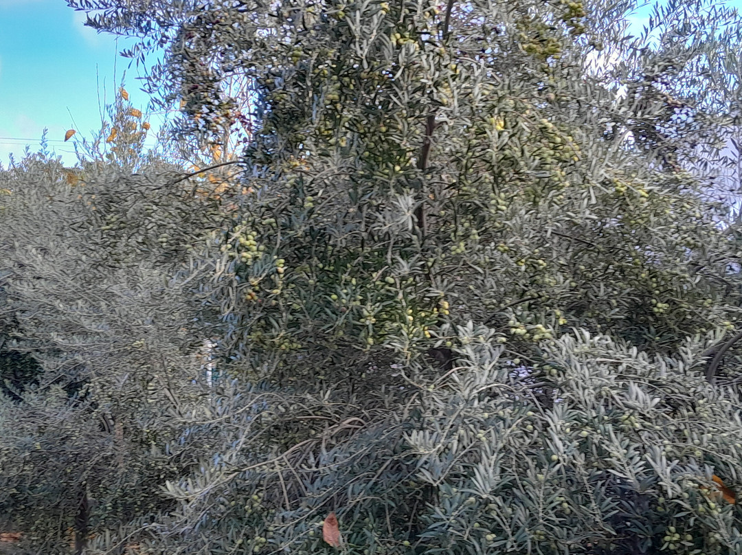 Bodega Familia Camargo-圣拉斐尔必去景点