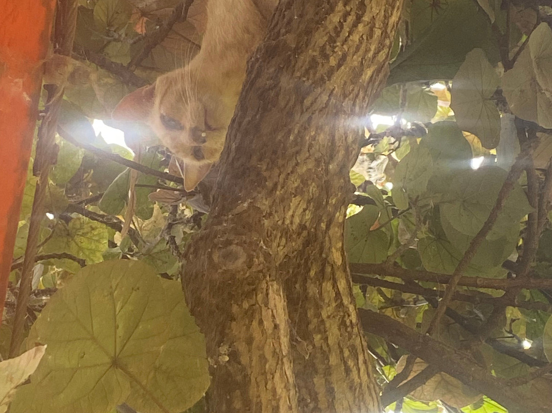 拉奈动物救援中心-拉奈市必去景点