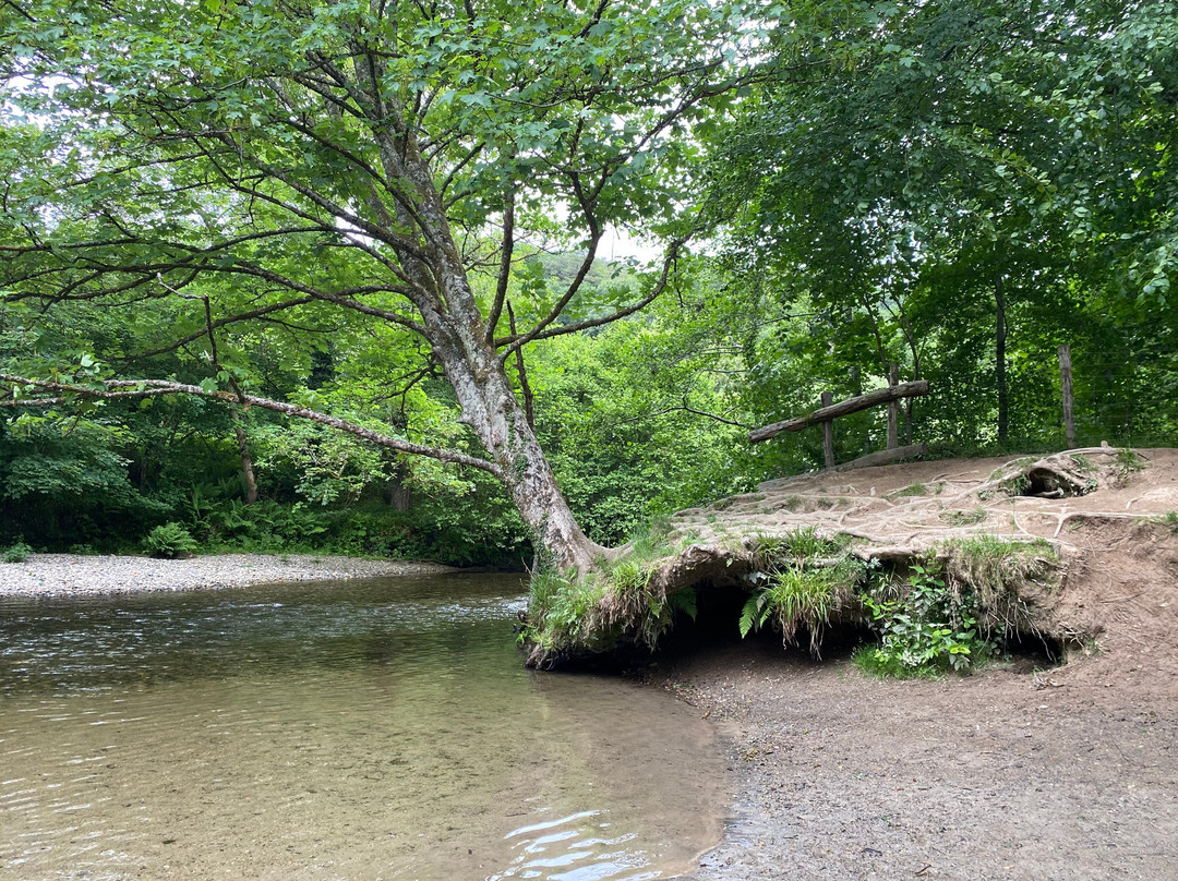 Plymbridge Woods-普利茅斯必去景点