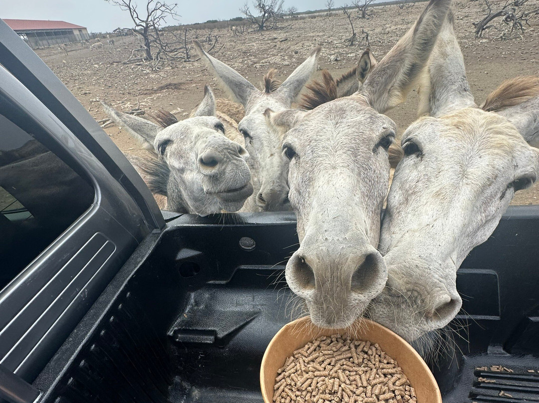 Donkey Sanctuary Bonaire景点图片