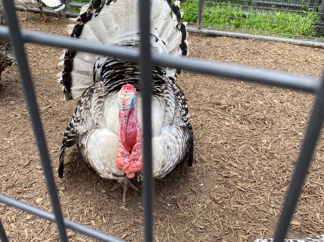 Leesburg Animal Park景点图片