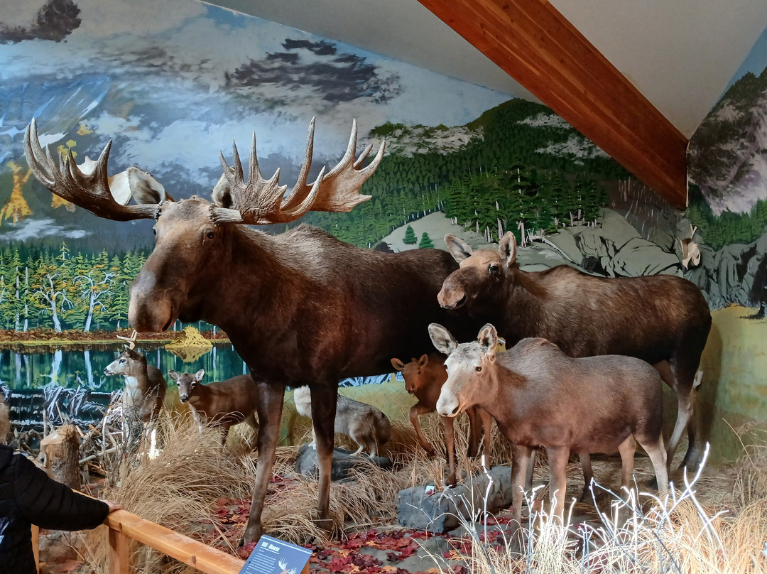 American Bald Eagle Foundation-海恩斯必去景点