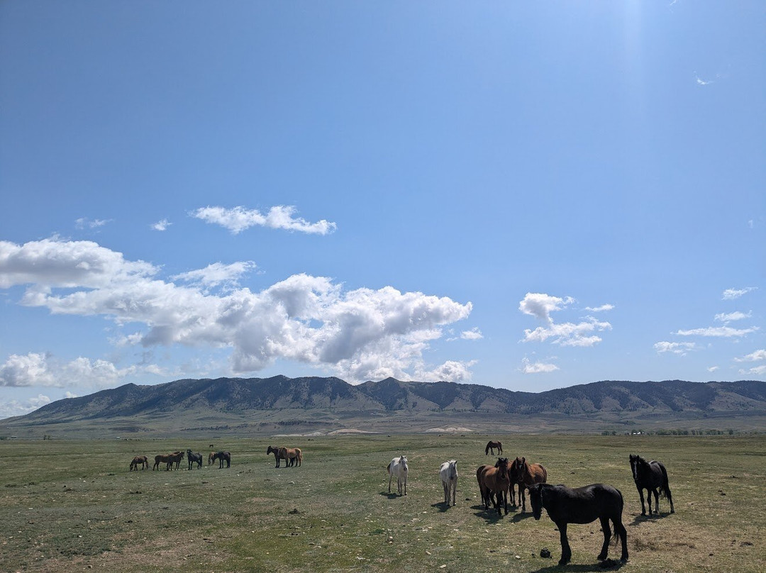 Deerwood Ranch Wild Horse EcoSanctuary景点图片
