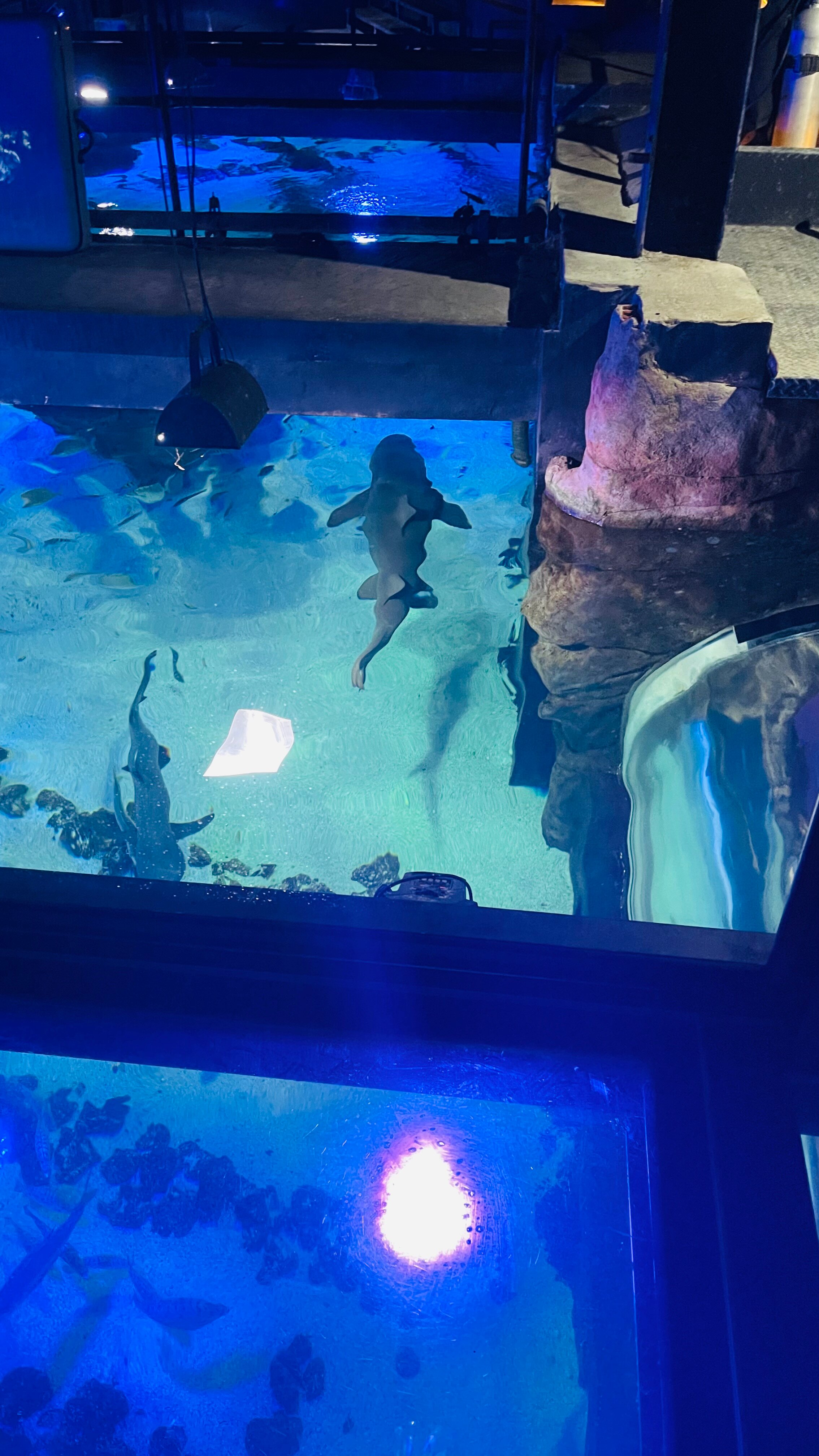 Oceanic Aquarium用户实拍